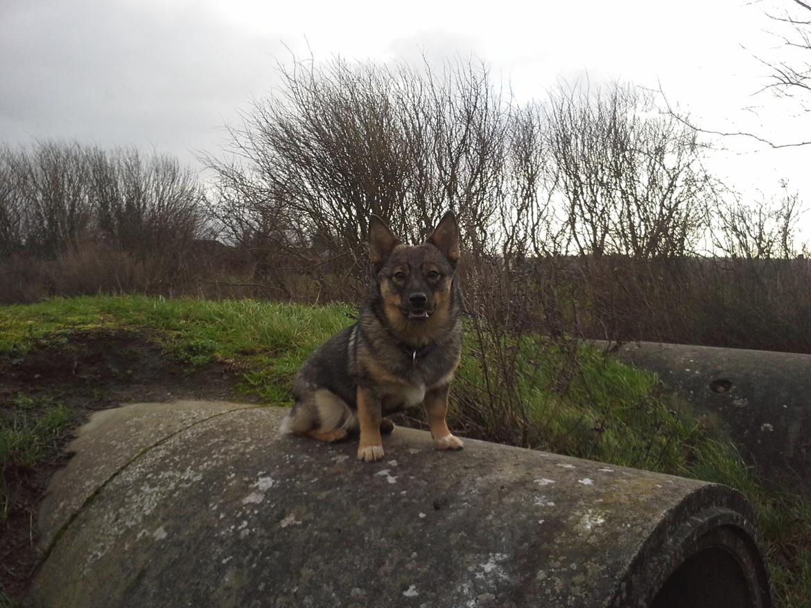 Västgötaspids Gaia R. I. P billede 25