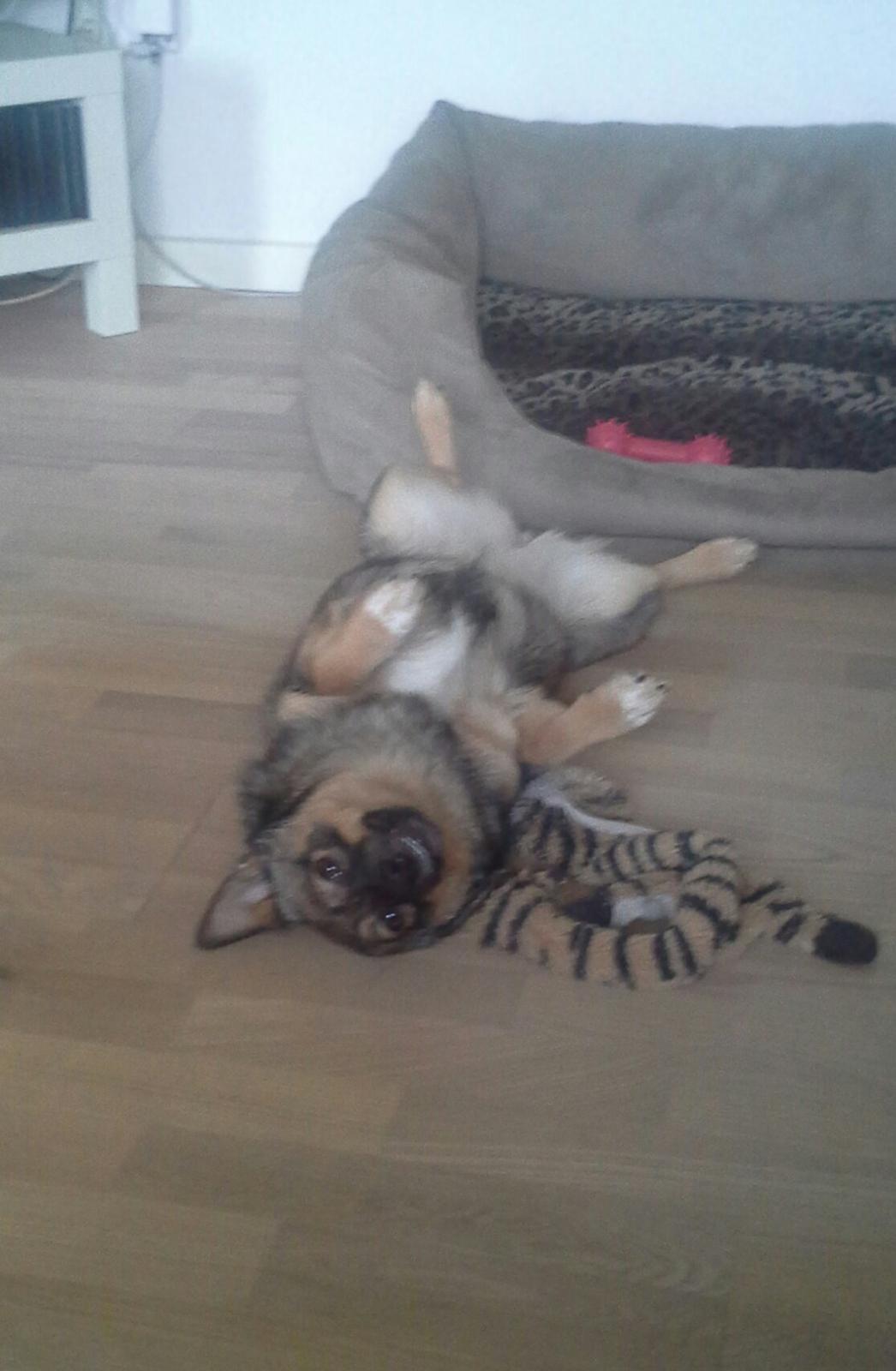 Västgötaspids Gaia R. I. P billede 27