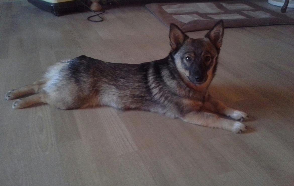 Västgötaspids Gaia R. I. P - Gaia 7 mdr billede 4