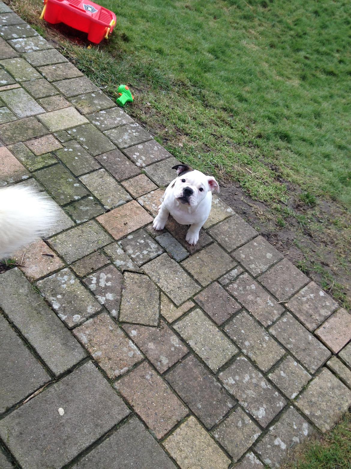 Olde english bulldogge Mischa billede 9