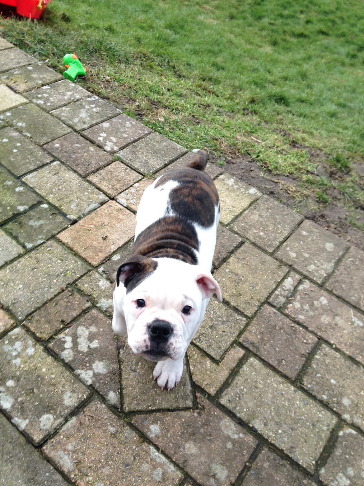 Olde english bulldogge Mischa billede 7