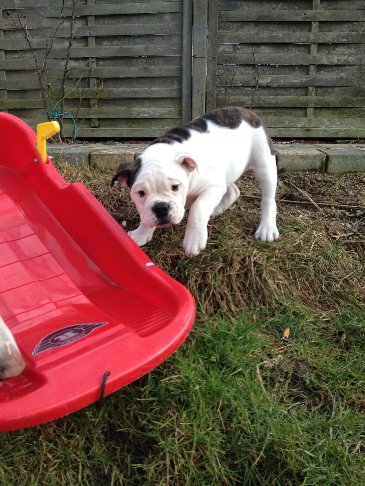 Olde english bulldogge Mischa billede 8