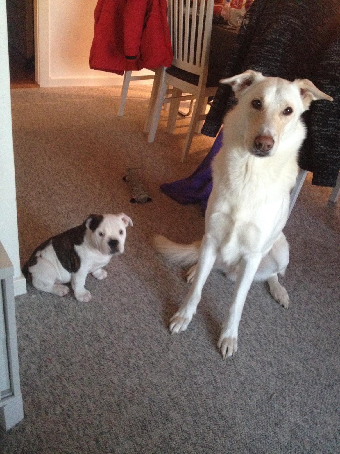 Blanding af racer Nanook billede 6