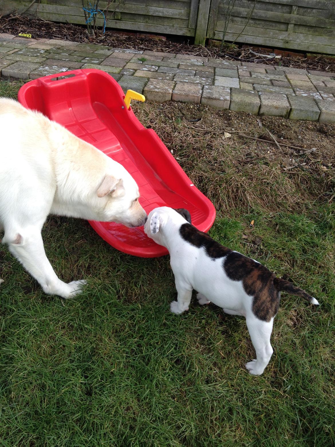 Blanding af racer Nanook billede 3