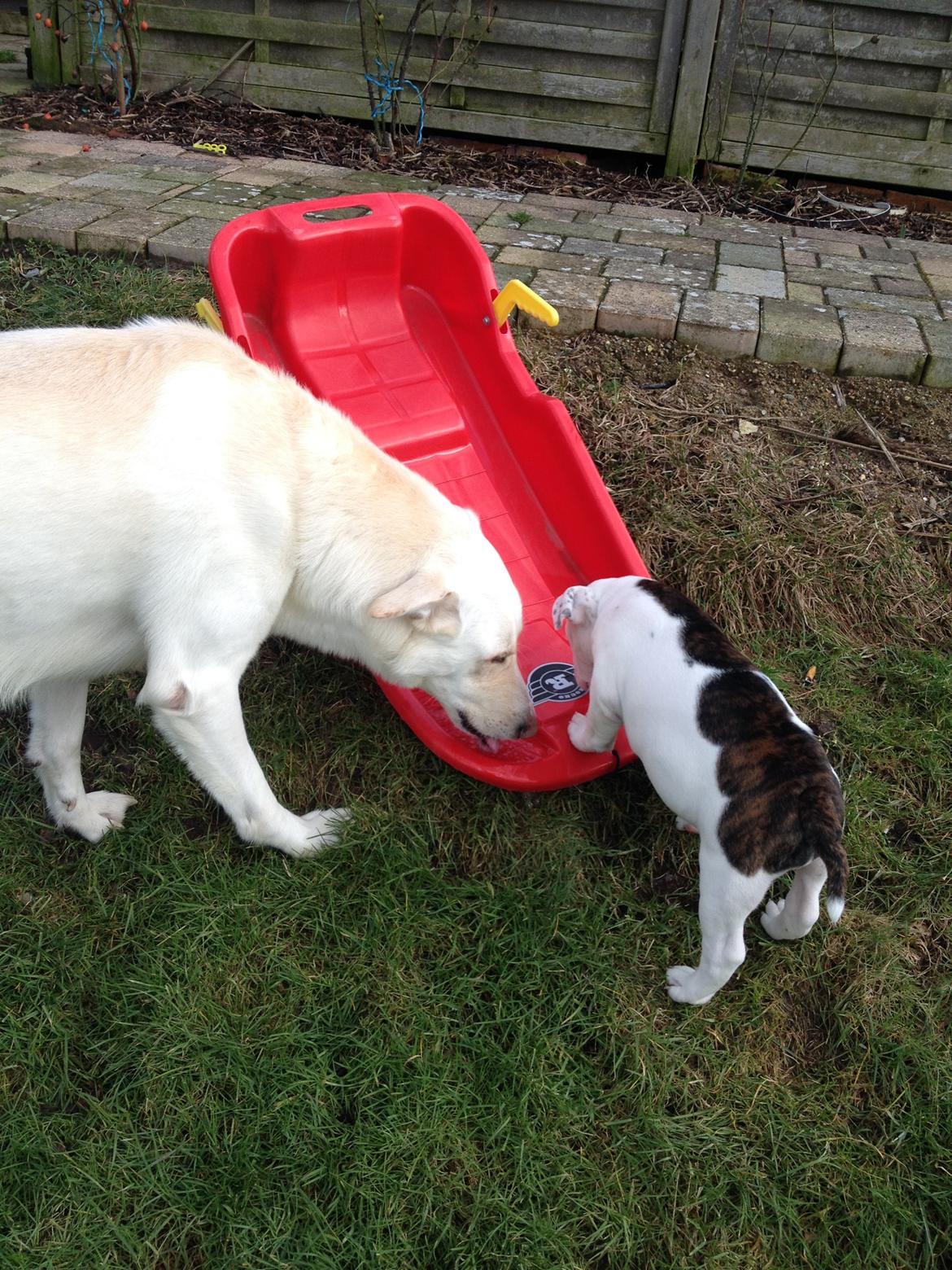 Blanding af racer Nanook billede 4