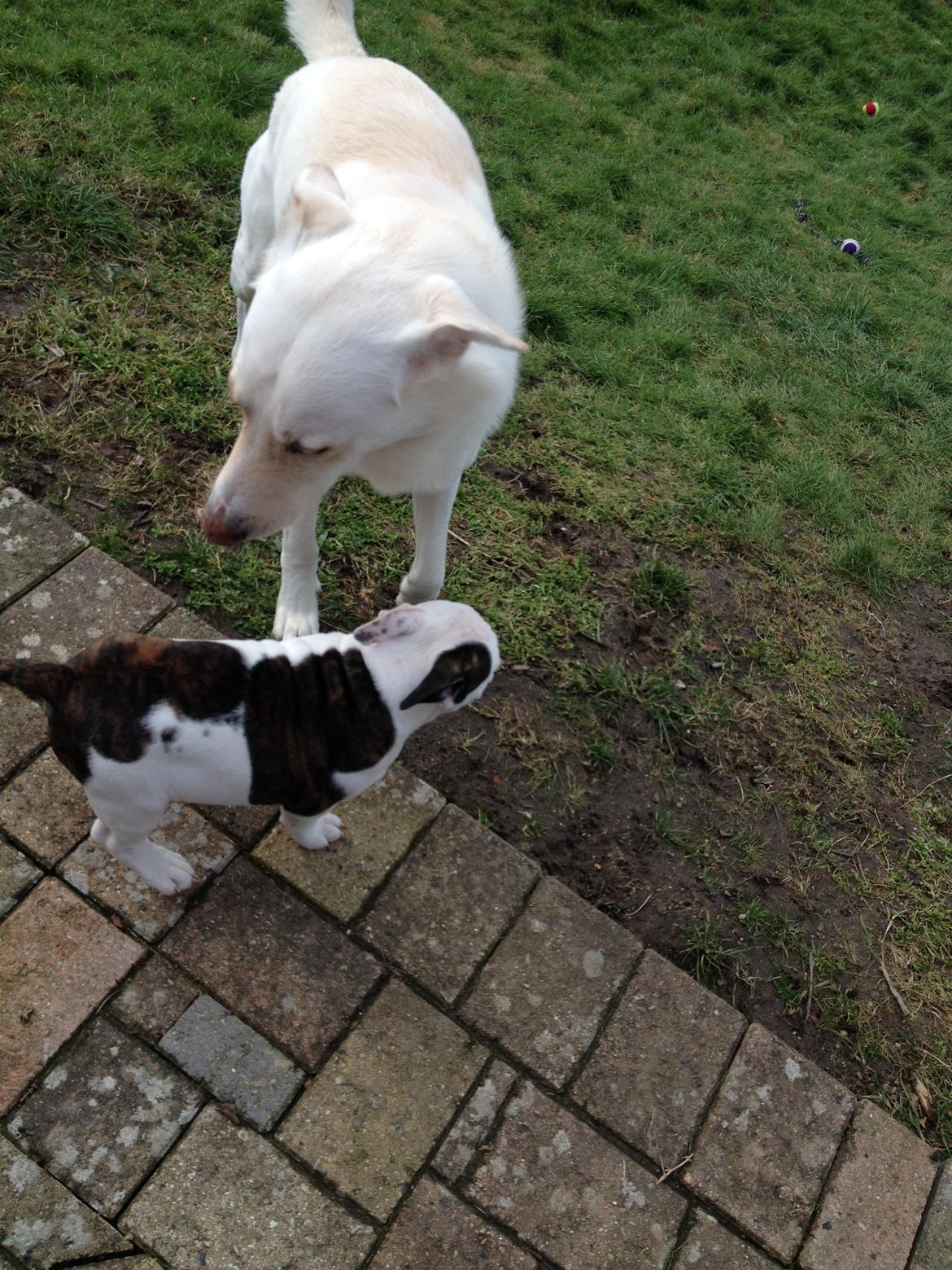 Blanding af racer Nanook billede 5