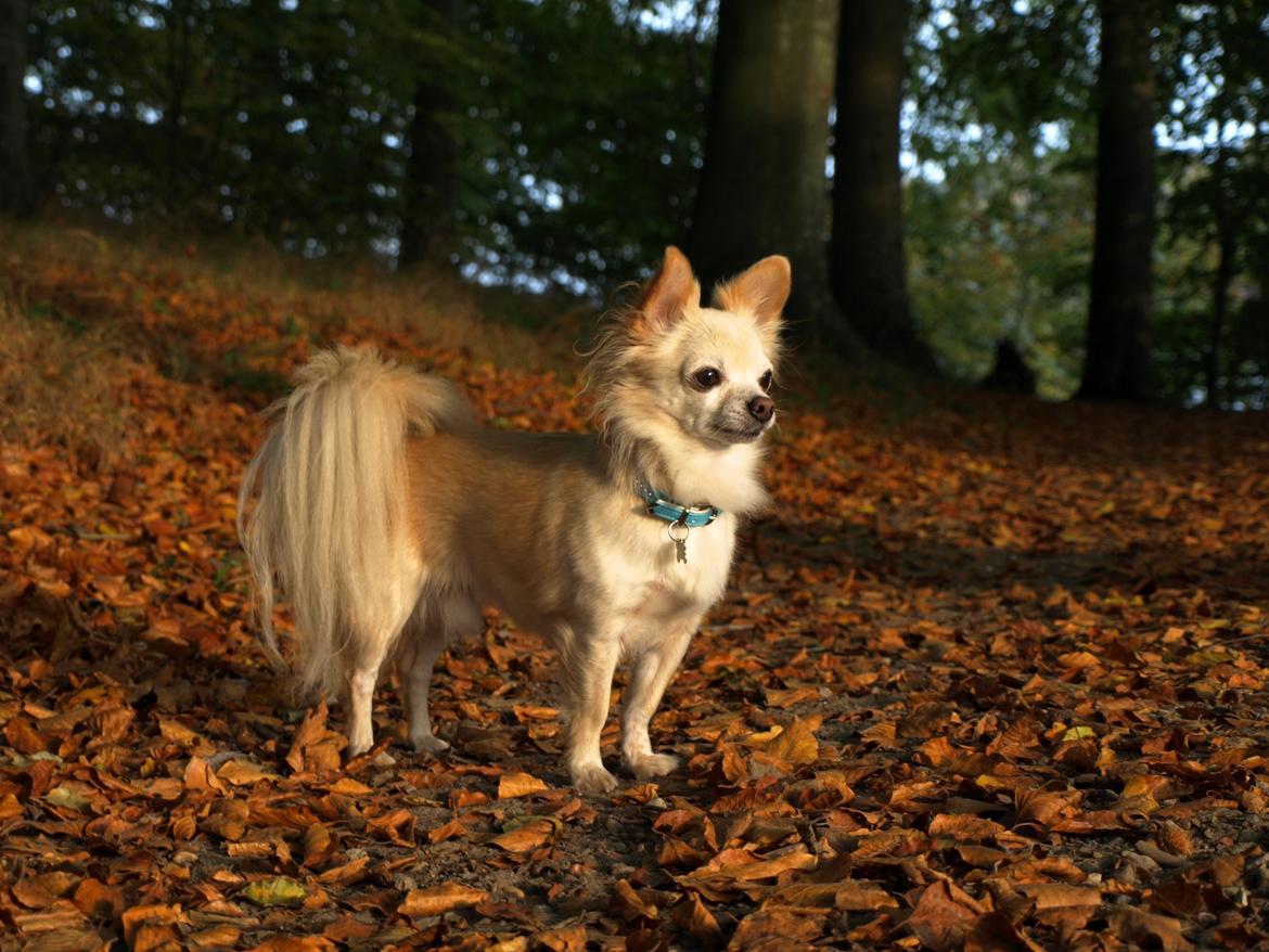 Chihuahua Micki aka Mimi - Min smukke Micki i skoven <3 Efterår 2013 billede 16