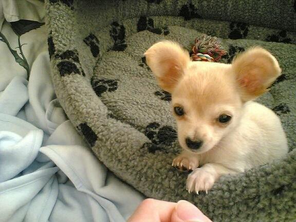 Chihuahua Micki aka Mimi - Det her billede tog jeg af Micki den første morgen jeg vågnede med ham. 10 uger gammel er han :-) billede 22