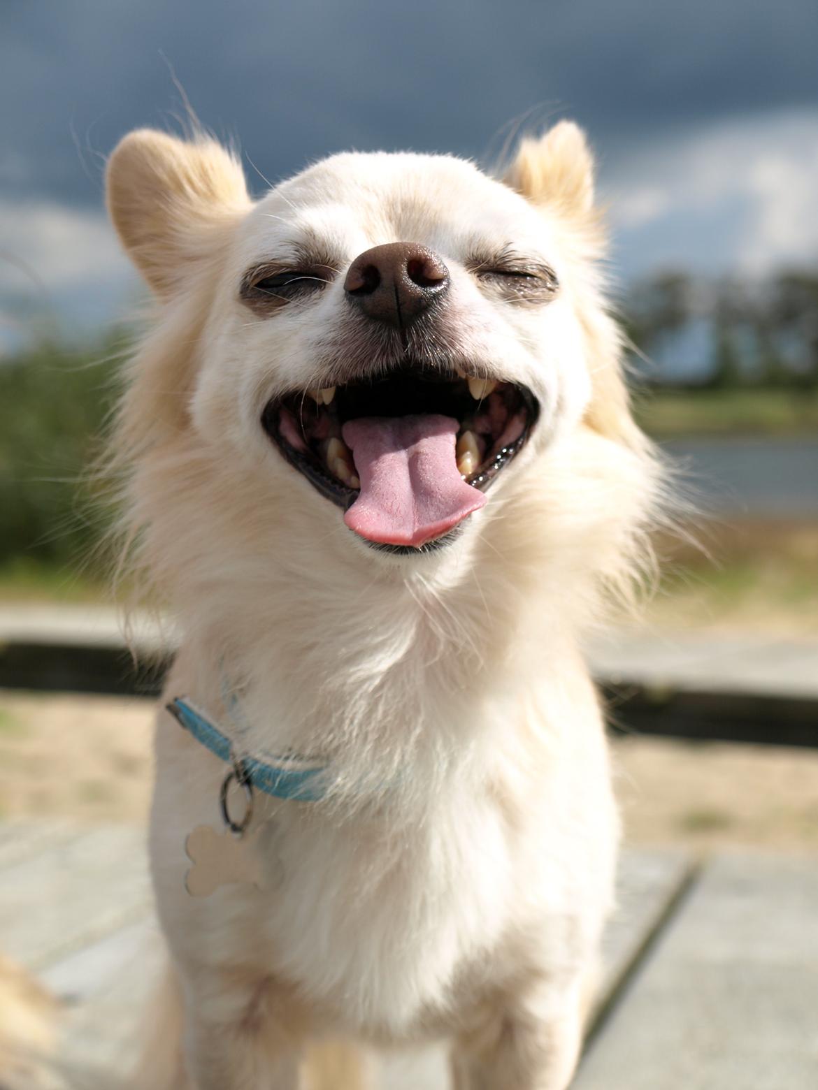 Chihuahua Micki aka Mimi - Puha det er hårdt at løbe stærkt på stranden-siger Micki ;-) Sommer 2013 billede 15