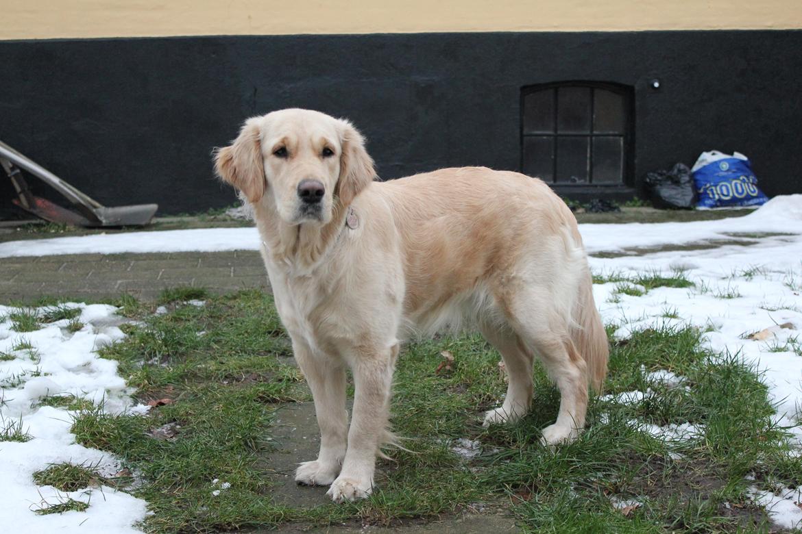 Golden retriever Luna - Februar 2014 billede 20