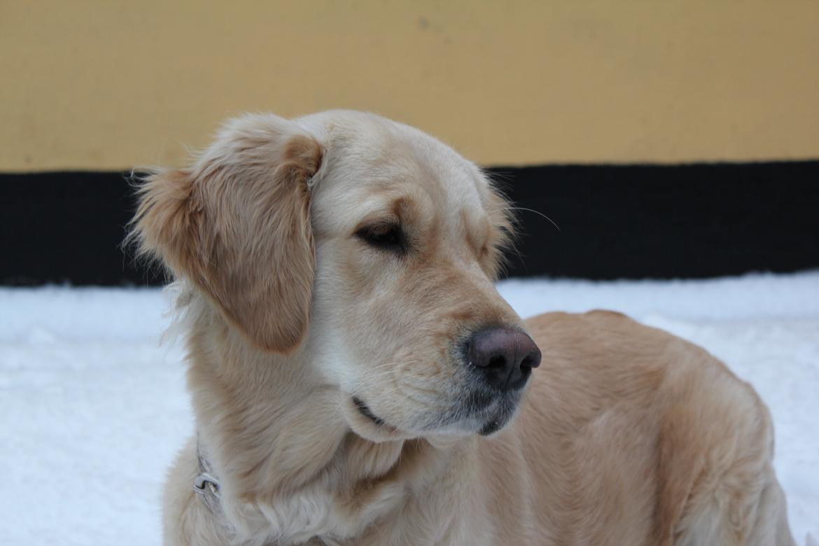 Golden retriever Luna - Februar 2014 billede 22