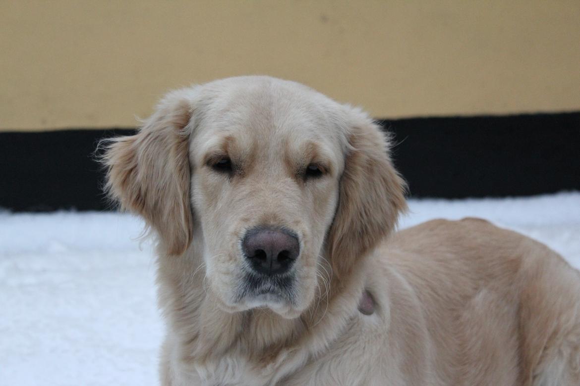 Golden retriever Luna - Smukke hund <3 Februar 2014 billede 21