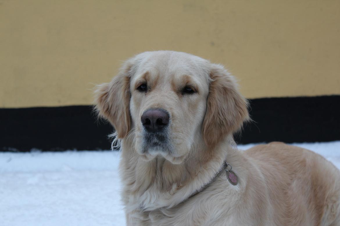 Golden retriever Luna - Februar 2014 billede 23