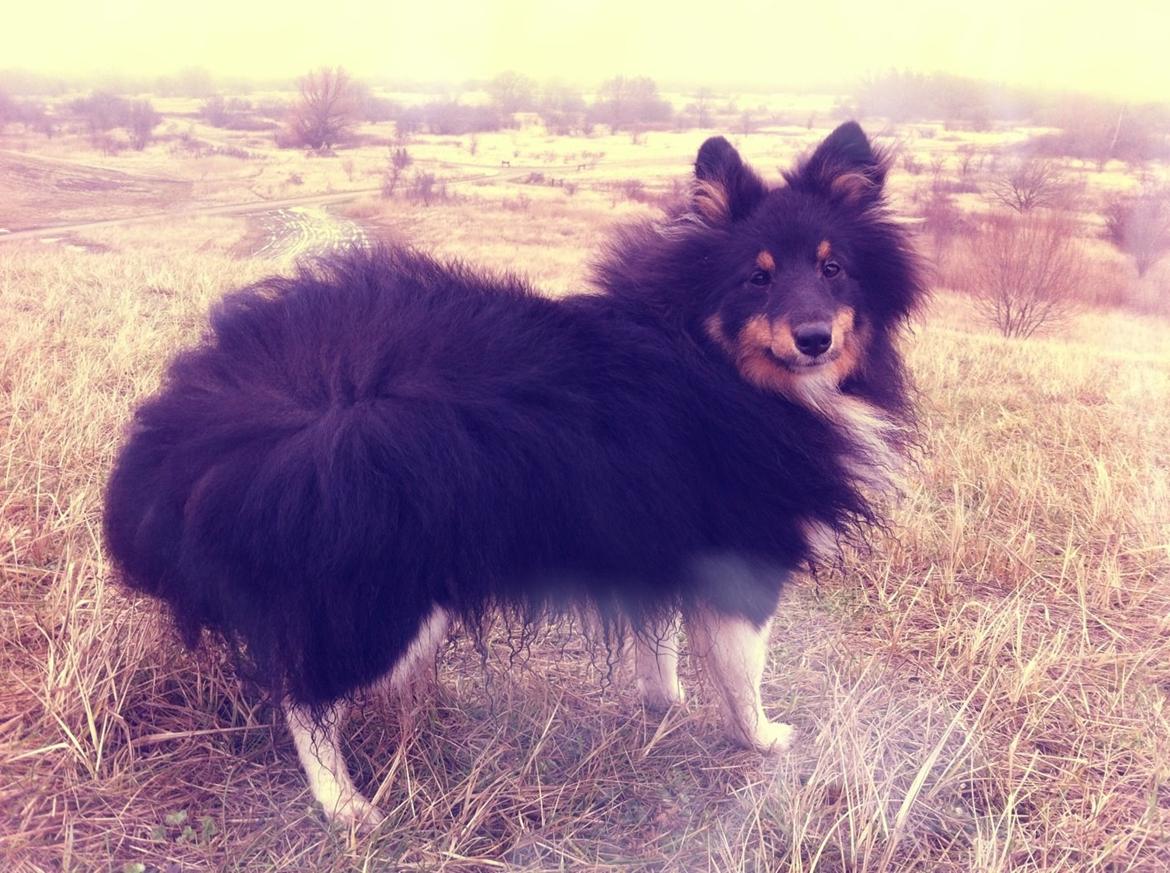 Shetland sheepdog Jessie - Amager fælled billede 22