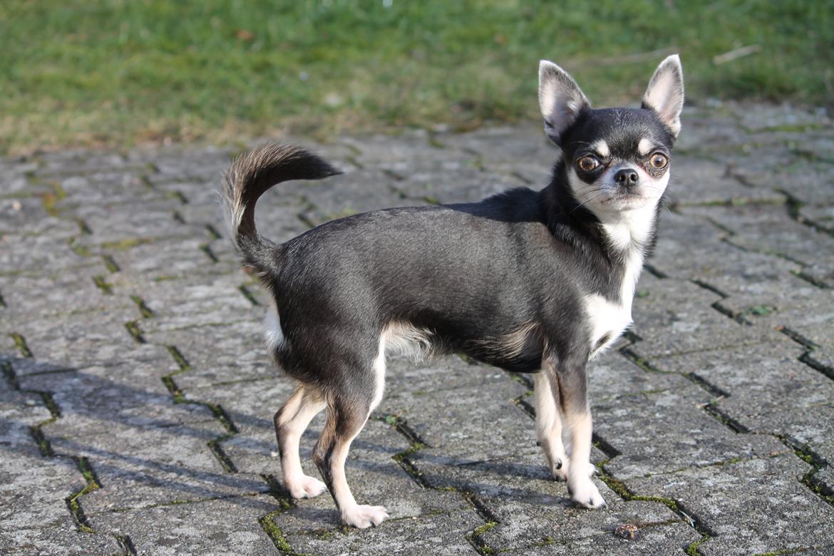 Chihuahua Chihuanas Blueberry Yum Yum - Evee - Min smukke pige, snart 2 år gammel :) feb. 2014 billede 10