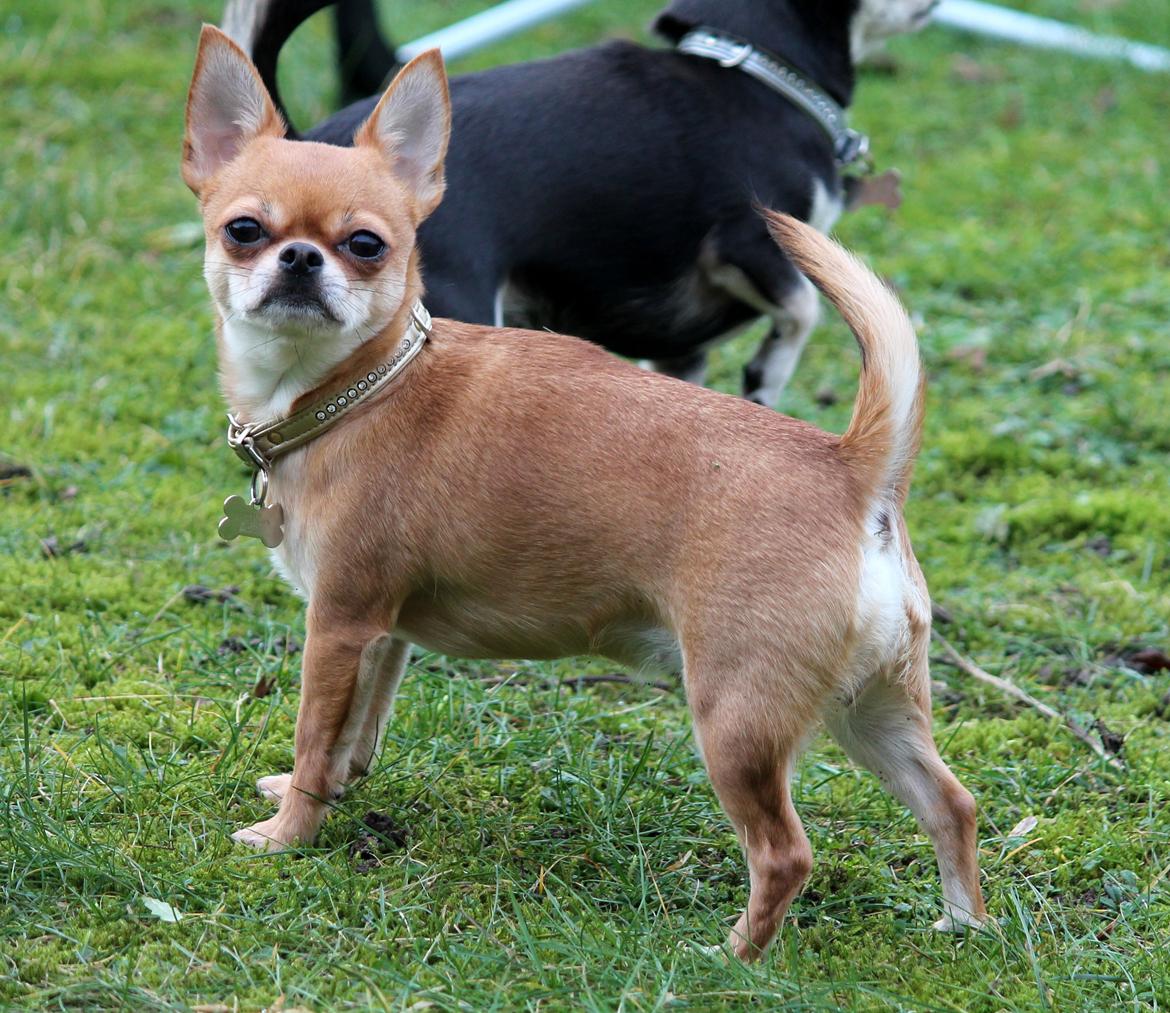 Chihuahua Chihuanas Flush of Hearts - Momo - Min smukke lille honningløve, snart 2 år gammel.. <3 feb. 2014 billede 8