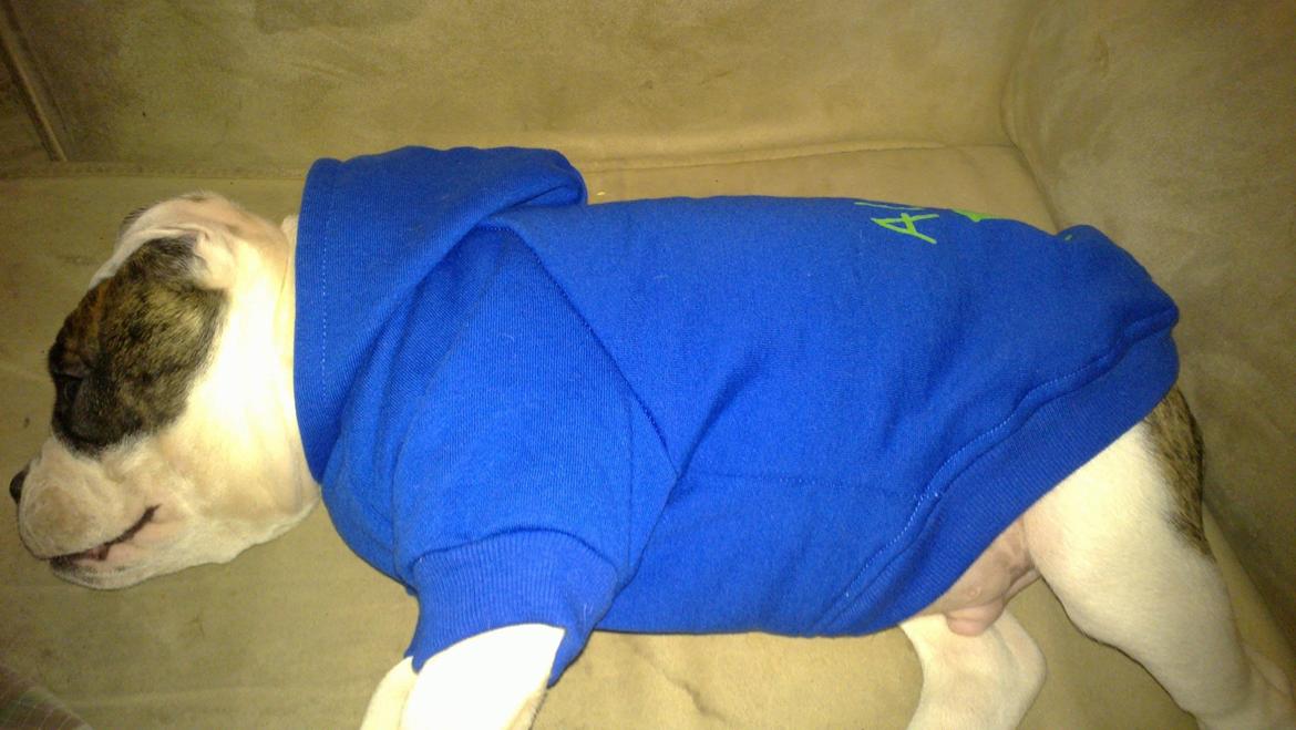 Olde english bulldogge Bulder - 10 uger billede 3