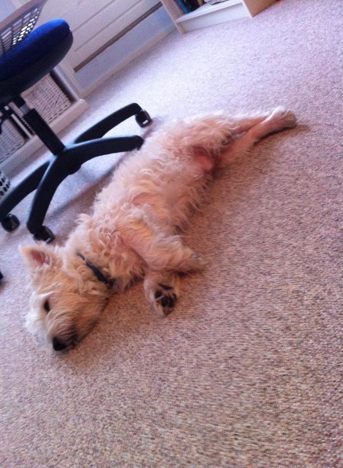 West highland white terrier House of Hunters' Simply Sabia (Charlie) - Charlie juleaften billede 2