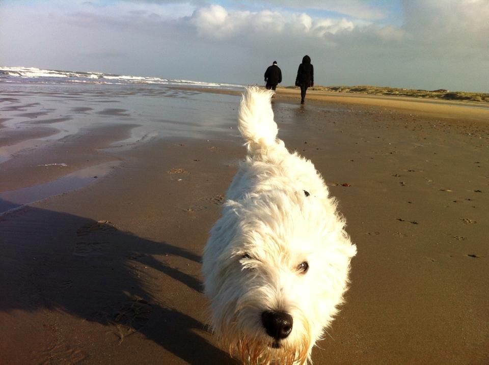 West highland white terrier House of Hunters' Simply Sabia (Charlie) - Charlie på Løkken strand. billede 3