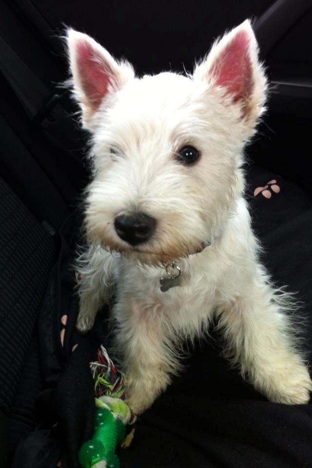 West highland white terrier House of Hunters' Simply Sabia (Charlie) - Nyklippet Charlie. billede 5