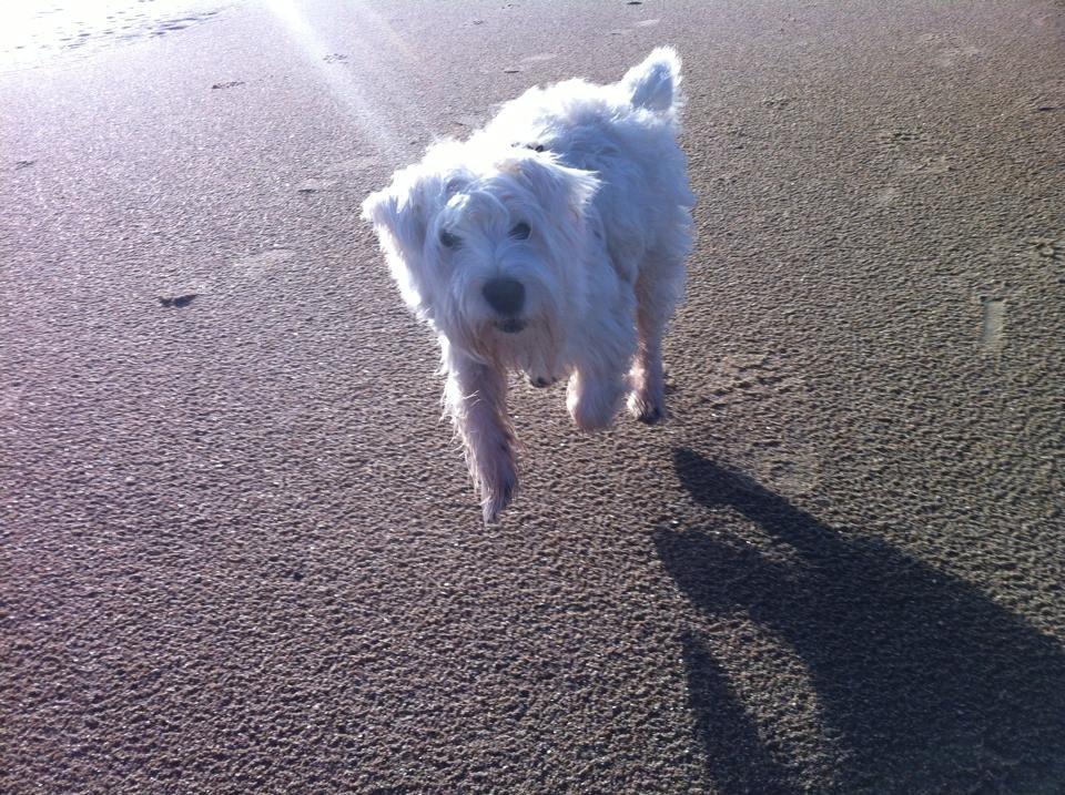West highland white terrier House of Hunters' Simply Sabia (Charlie) - Charlie på Løkken strand. billede 4