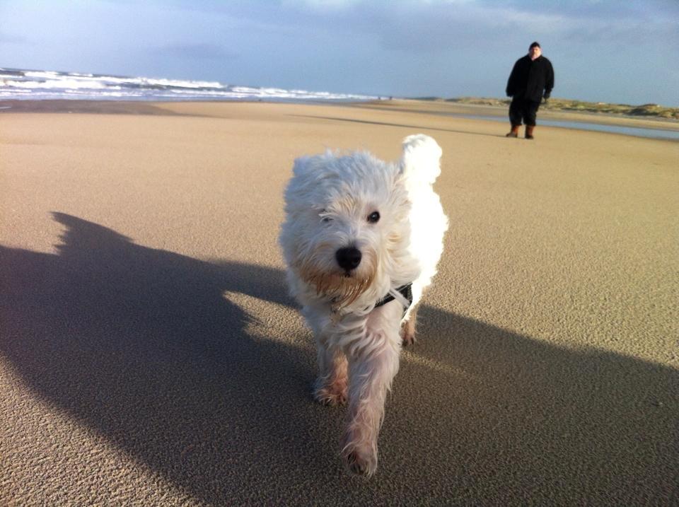 West highland white terrier House of Hunters' Simply Sabia (Charlie) - Charlie på Løkken strand. billede 6
