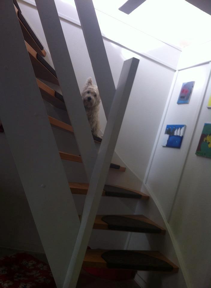 West highland white terrier House of Hunters' Simply Sabia (Charlie) - Udkig på trappen. billede 7