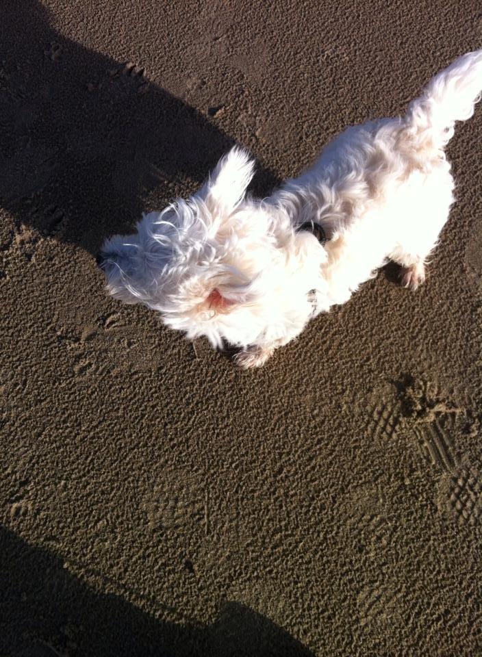 West highland white terrier House of Hunters' Simply Sabia (Charlie) - Charlie på Løkken strand. billede 8
