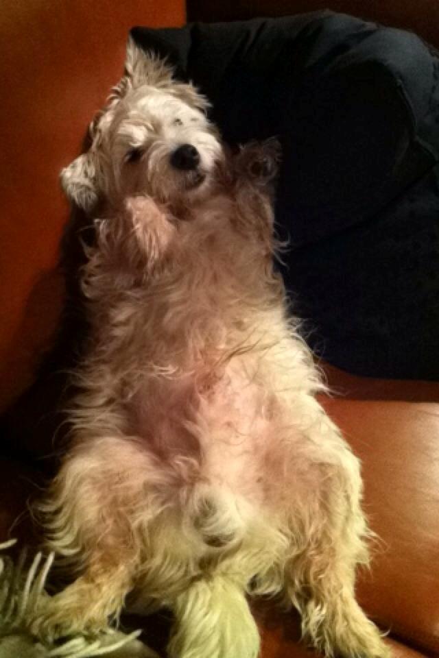 West highland white terrier House of Hunters' Simply Sabia (Charlie) - Charlie er charmerende i Nordjylland. billede 10