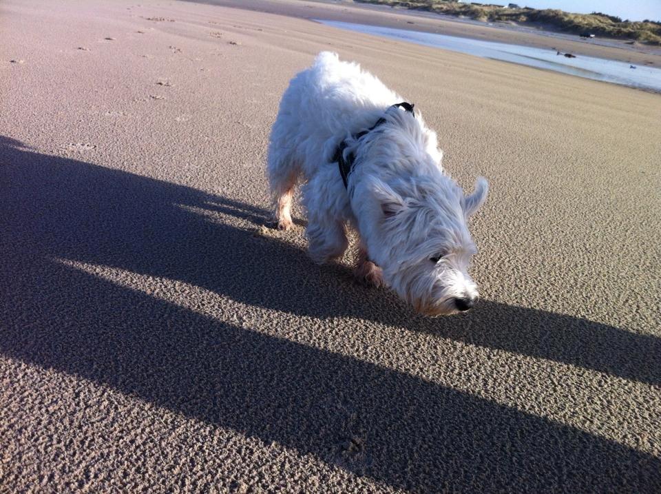 West highland white terrier House of Hunters' Simply Sabia (Charlie) - Charlie på Løkken strand. billede 11