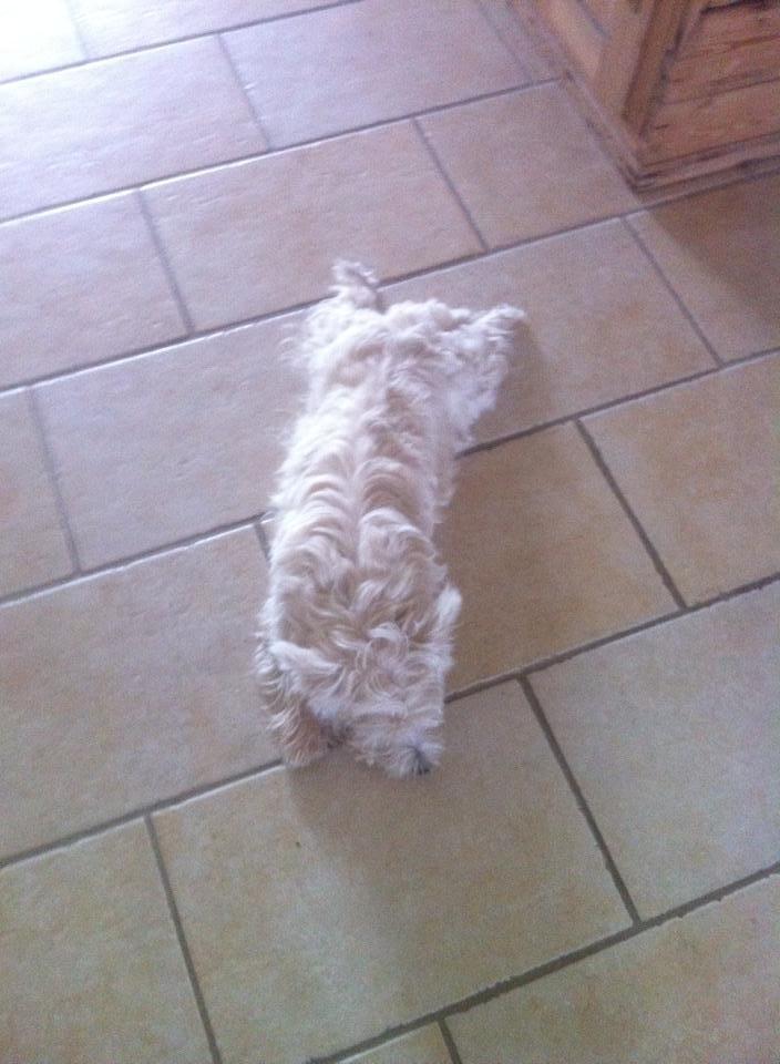 West highland white terrier House of Hunters' Simply Sabia (Charlie) - Flad efter en lang gåtur billede 9