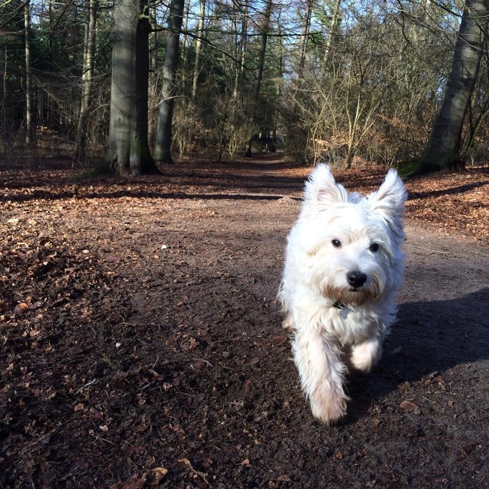 West highland white terrier House of Hunters' Simply Sabia (Charlie) - Charlie i Even hundeskov billede 1
