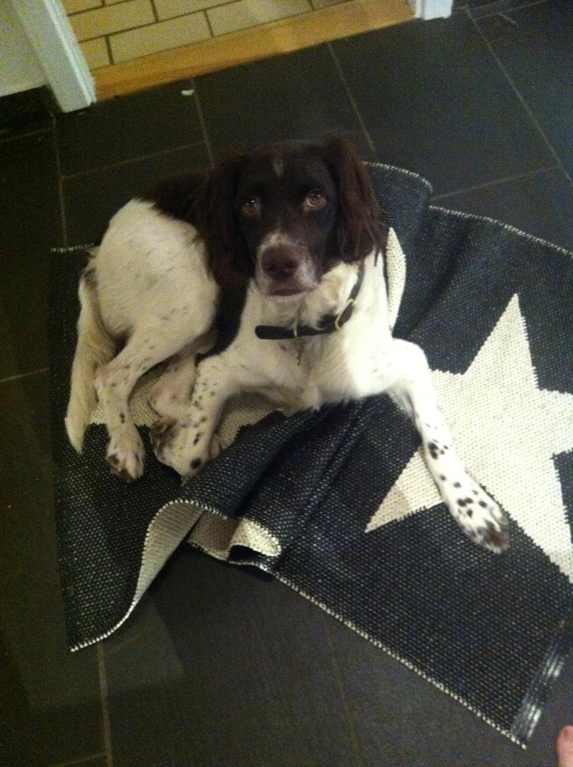 Kleiner münsterländer Max billede 28