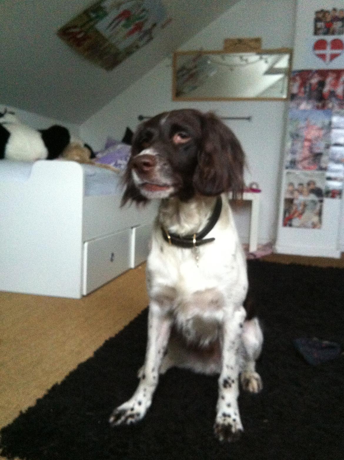 Kleiner münsterländer Max billede 32