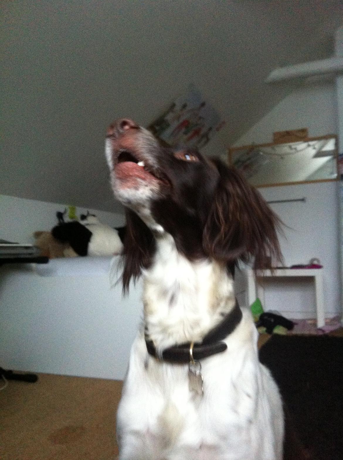 Kleiner münsterländer Max billede 33