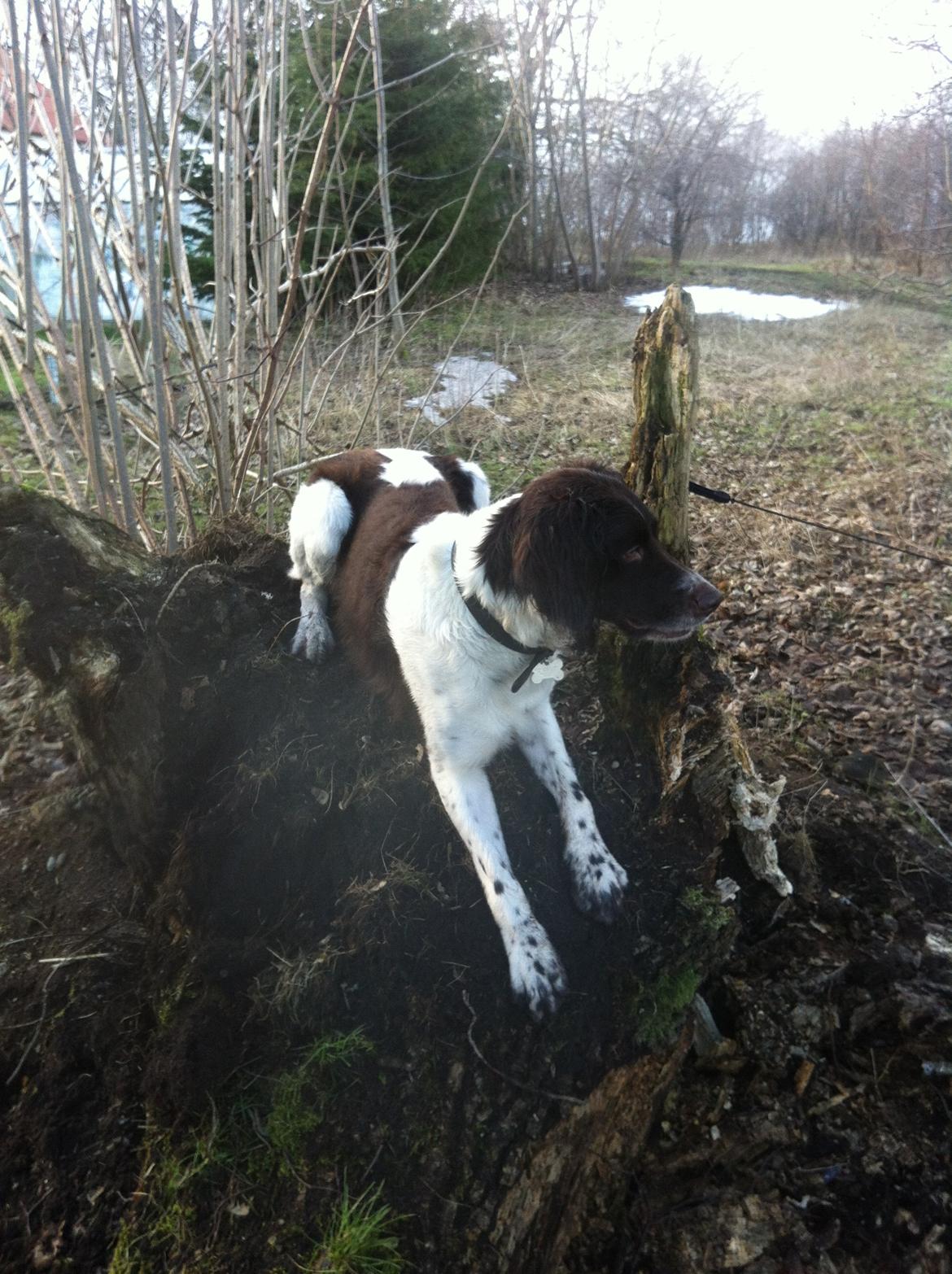 Kleiner münsterländer Max billede 35