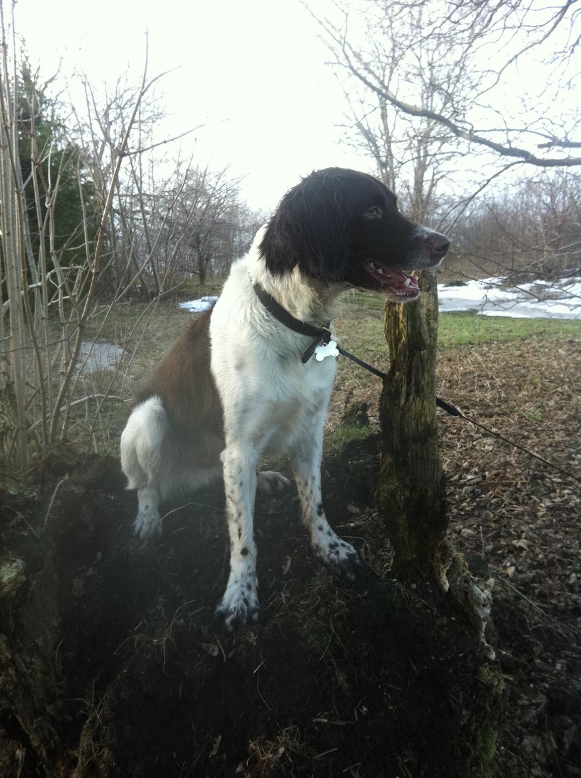 Kleiner münsterländer Max billede 37