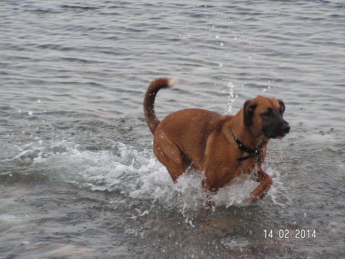 Blanding af racer Bertha - Bertha elsker vand :D billede 33