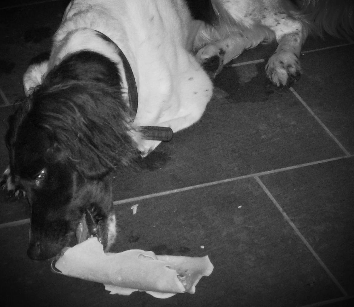 Kleiner münsterländer Max billede 25