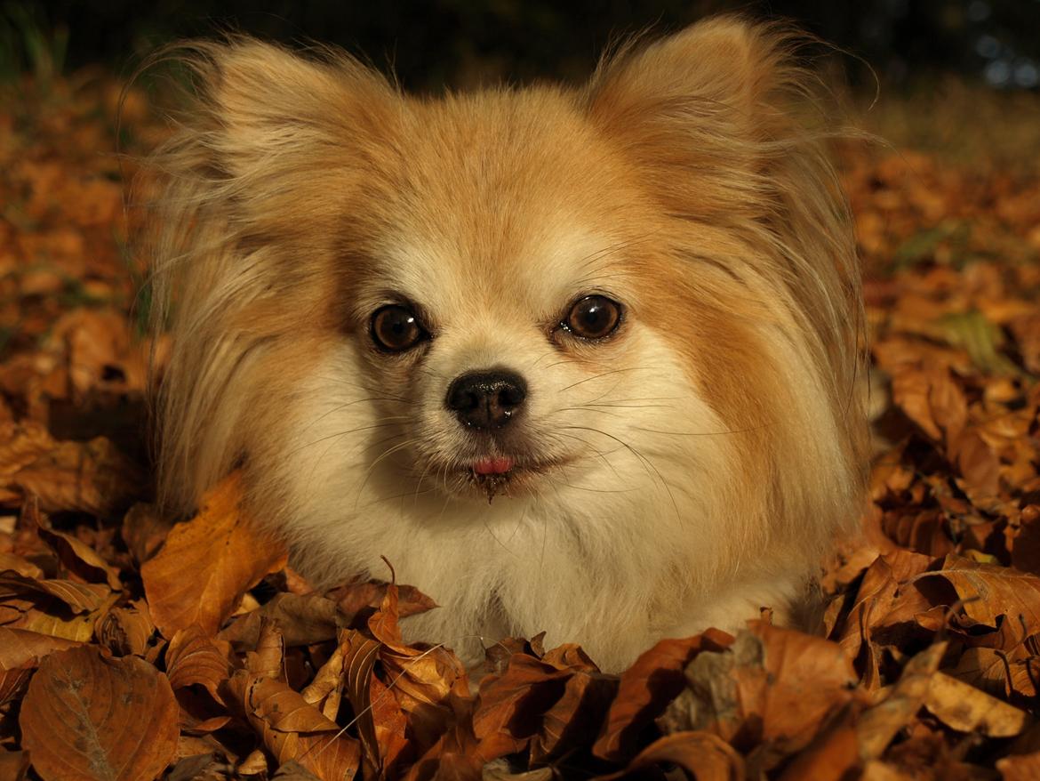 Chihuahua Caspar aka Rangeren - Velkommen til Caspars profil billede 10