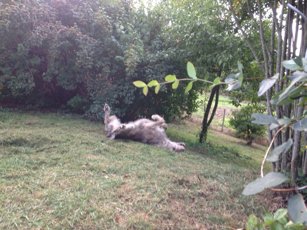 Irsk ulvehund Nova - Livet er skønt :-) billede 1