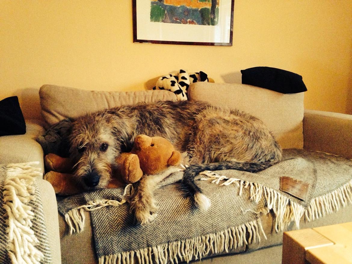 Irsk ulvehund Nova - Selvfølgelig må jeg da det !?! billede 2