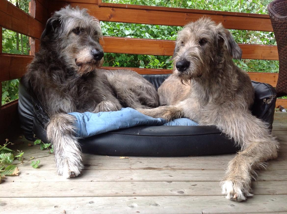 Irsk ulvehund Nova - Azimut og Nova sommer 2013  billede 3