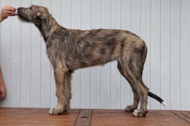 Irsk ulvehund Nova - Nova 16 uger  billede 4