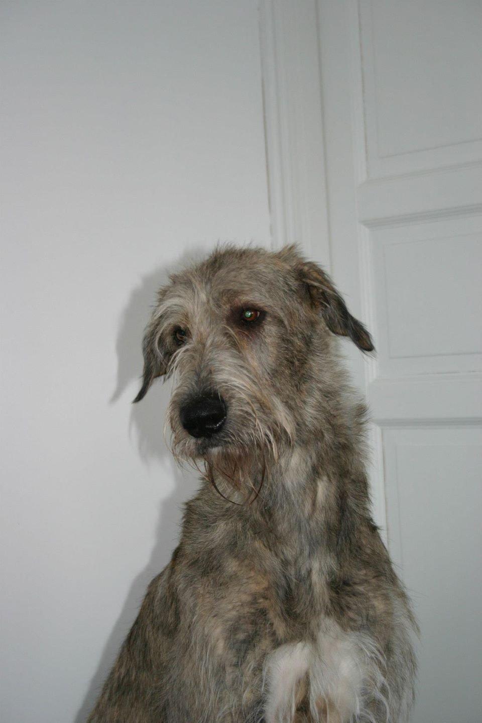 Irsk ulvehund Nova - Nova fylder 1 år  billede 5