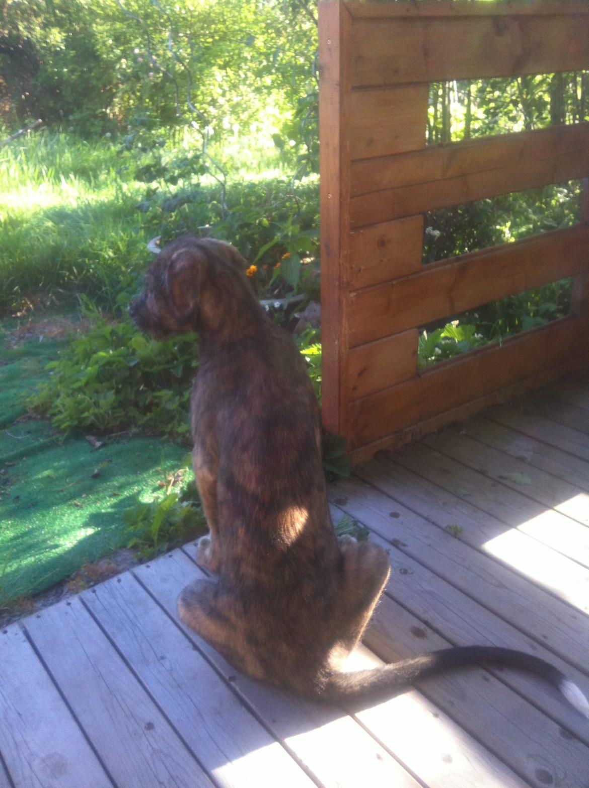 Irsk ulvehund Nova - Nova er lige flyttet ind ...i havepavillionen - og synes ikke det er en god ide at vi skal ind i huset  billede 6