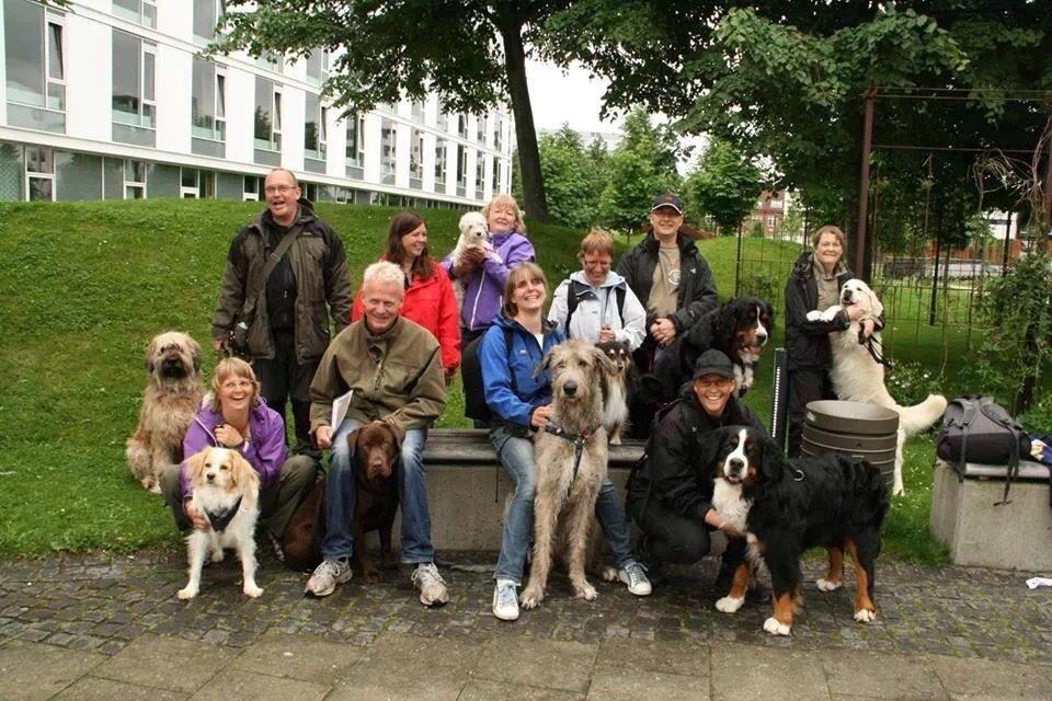 Irsk ulvehund Nova - Nova med hele KTH holdet 2012 billede 7