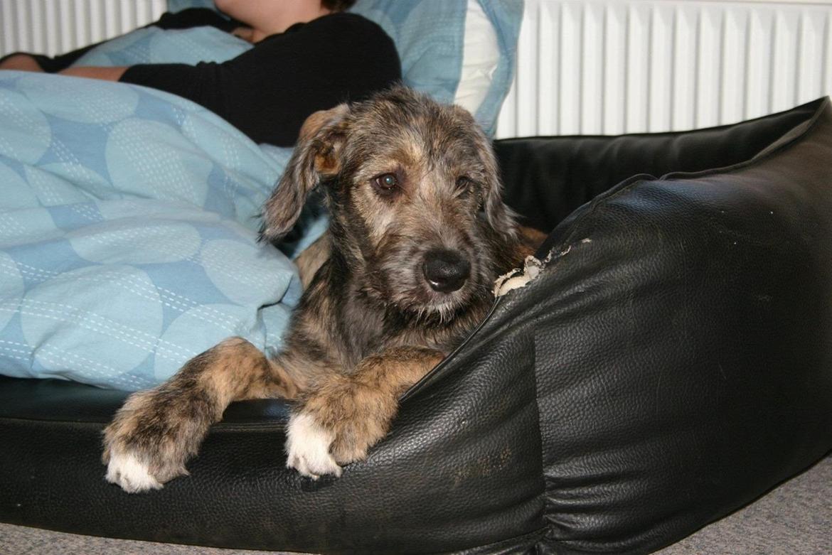 Irsk ulvehund Nova - Ser fodbold med min Katrine  billede 8