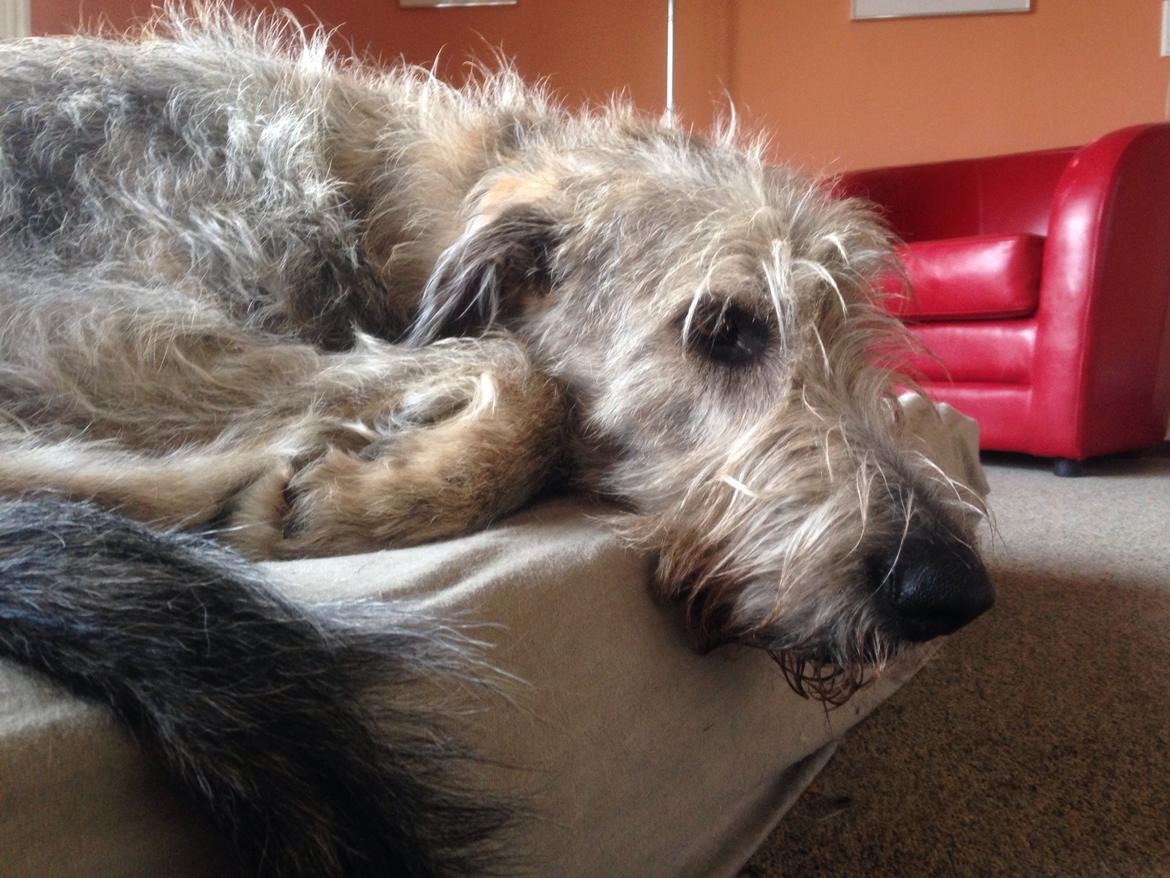 Irsk ulvehund Nova - Bare Nova  billede 11