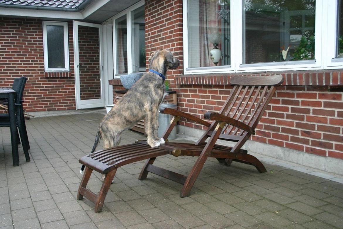 Irsk ulvehund Nova - Halooo! Kommer i ud og leger? billede 12